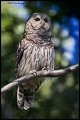 _2SB8030 barred owl